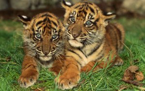14595_animals_tiger_baby_tigers